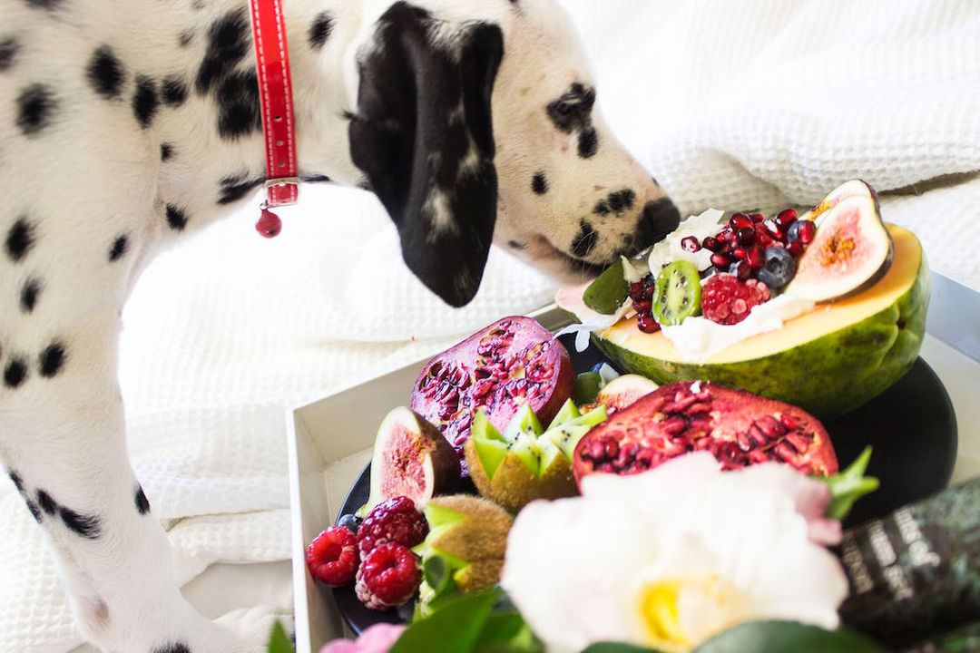 Feeding Your Dog: A Nutritional Guide