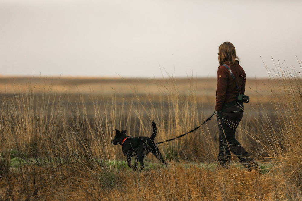 A female walking her dog in an empty field
