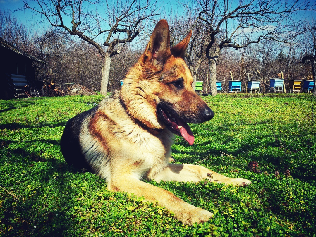A German Shepherd dog sits at a park