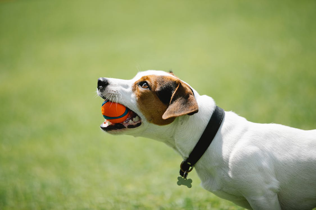 A Dog in a black leather dog collar with the ball in its teeth 