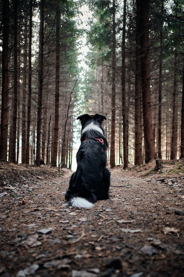 7 Basic Commands for Dog Training